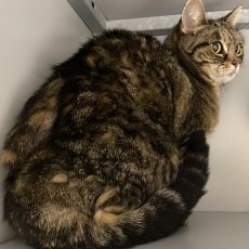 Tieme en Floor, poes, 10-11 jaar