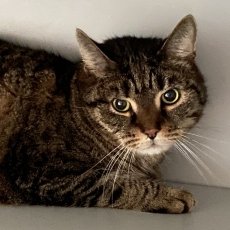 Tijg, kater, 7,5 jaar