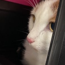 Toetske, poes, 
