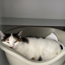 Toetske, poes, 