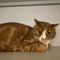 Topi, kater, 1,5 jaar