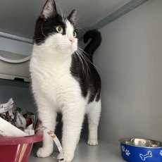 Torso, kater, 