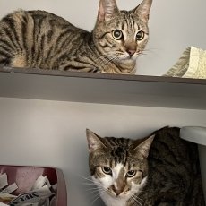 Wiskes en Lambiek, kater, 2 jaar