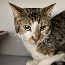 Wiskes en Lambiek, kater, 2 jaar