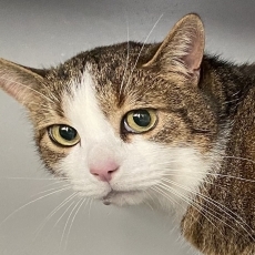 Zorros, kater, 4-5 jaar