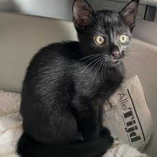 kittens, poes & kater, 10-11 weken