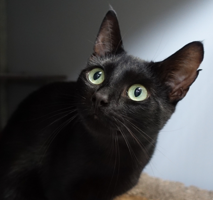 Raak verstrikt Bang om te sterven Doe het niet 9 weetjes over zwarte katten | De Poezenboot